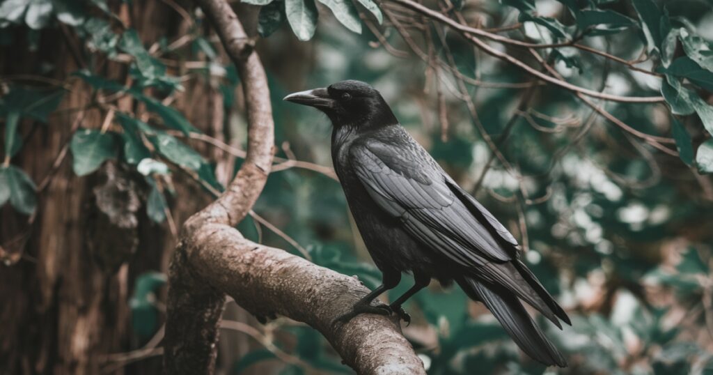 Crow Cawing Meaning