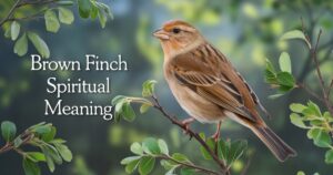 house finch spiritual meaning